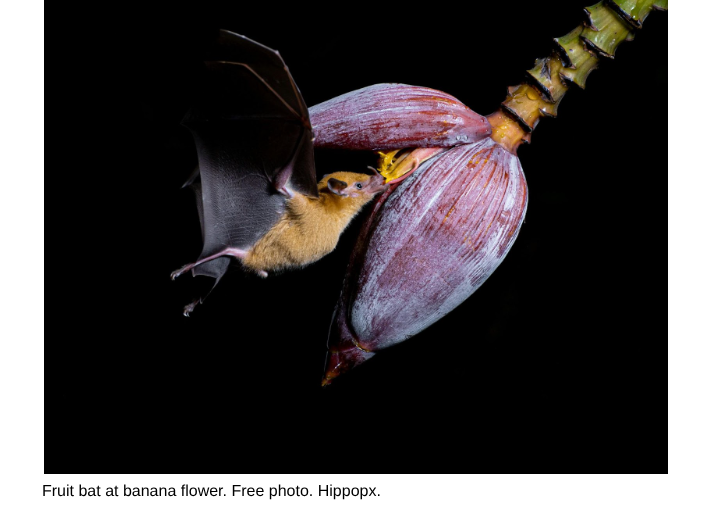 bat at banana flower