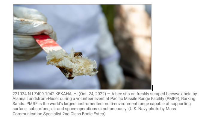 bee and beeswax